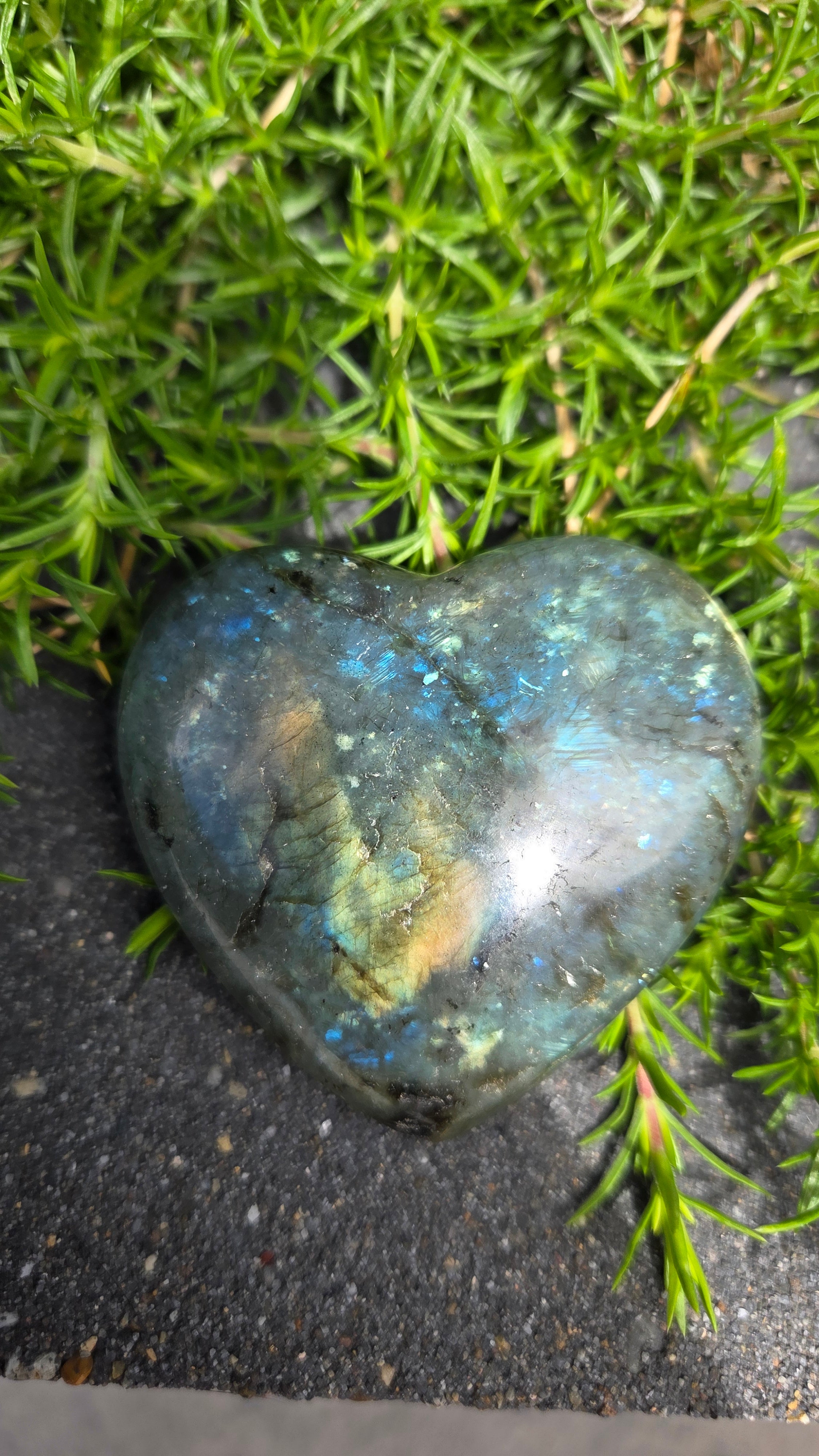 Labradoriet hart