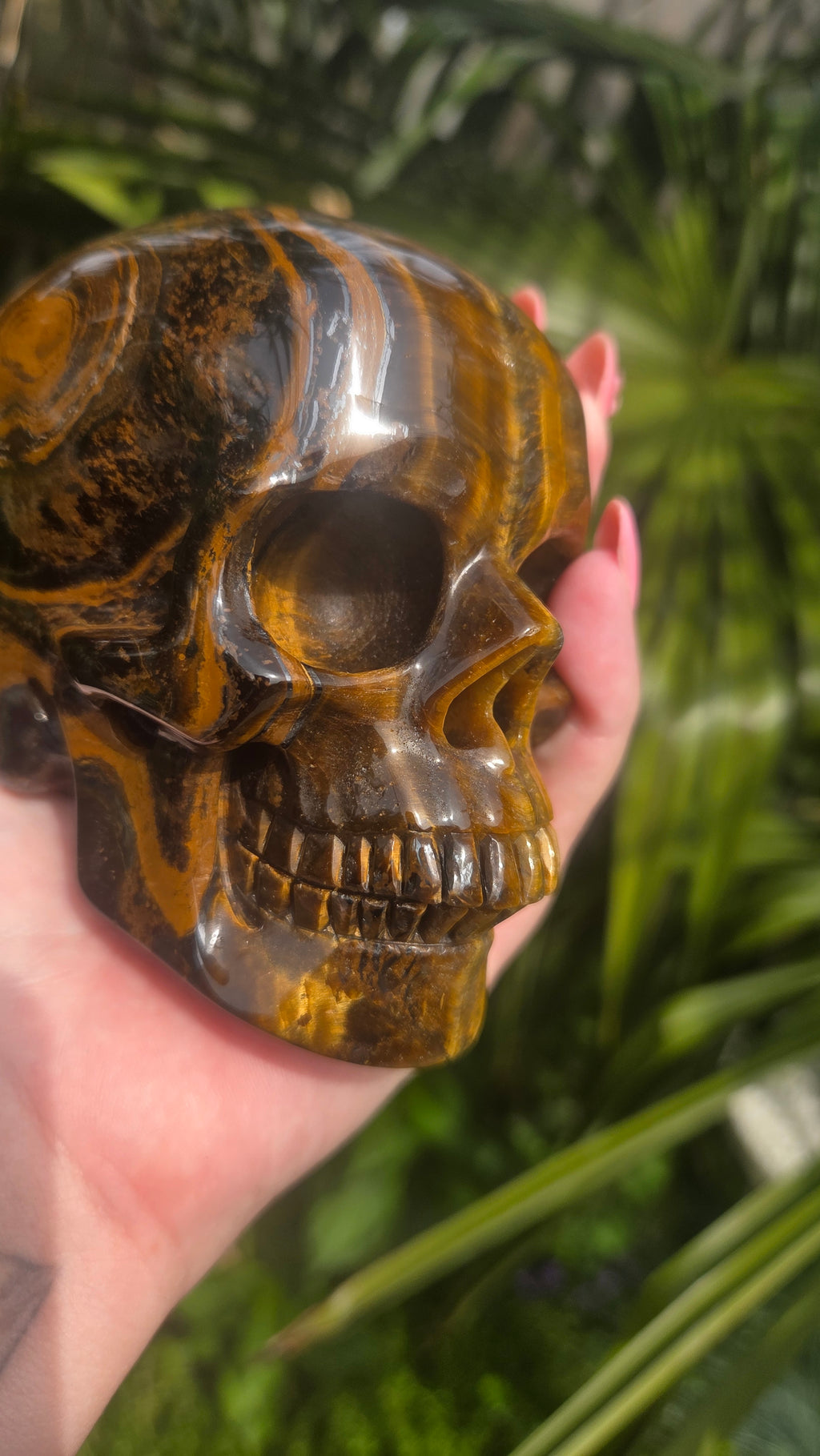A++ kwaliteit tijgeroog skull