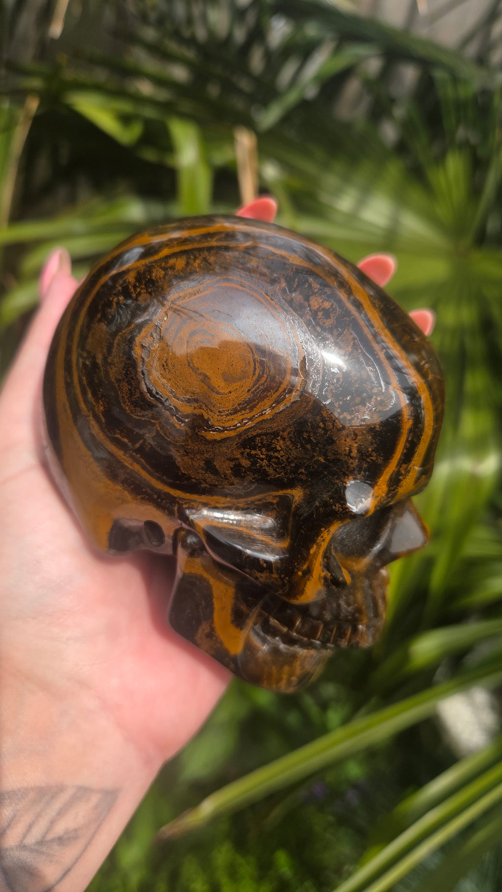 A++ kwaliteit tijgeroog skull