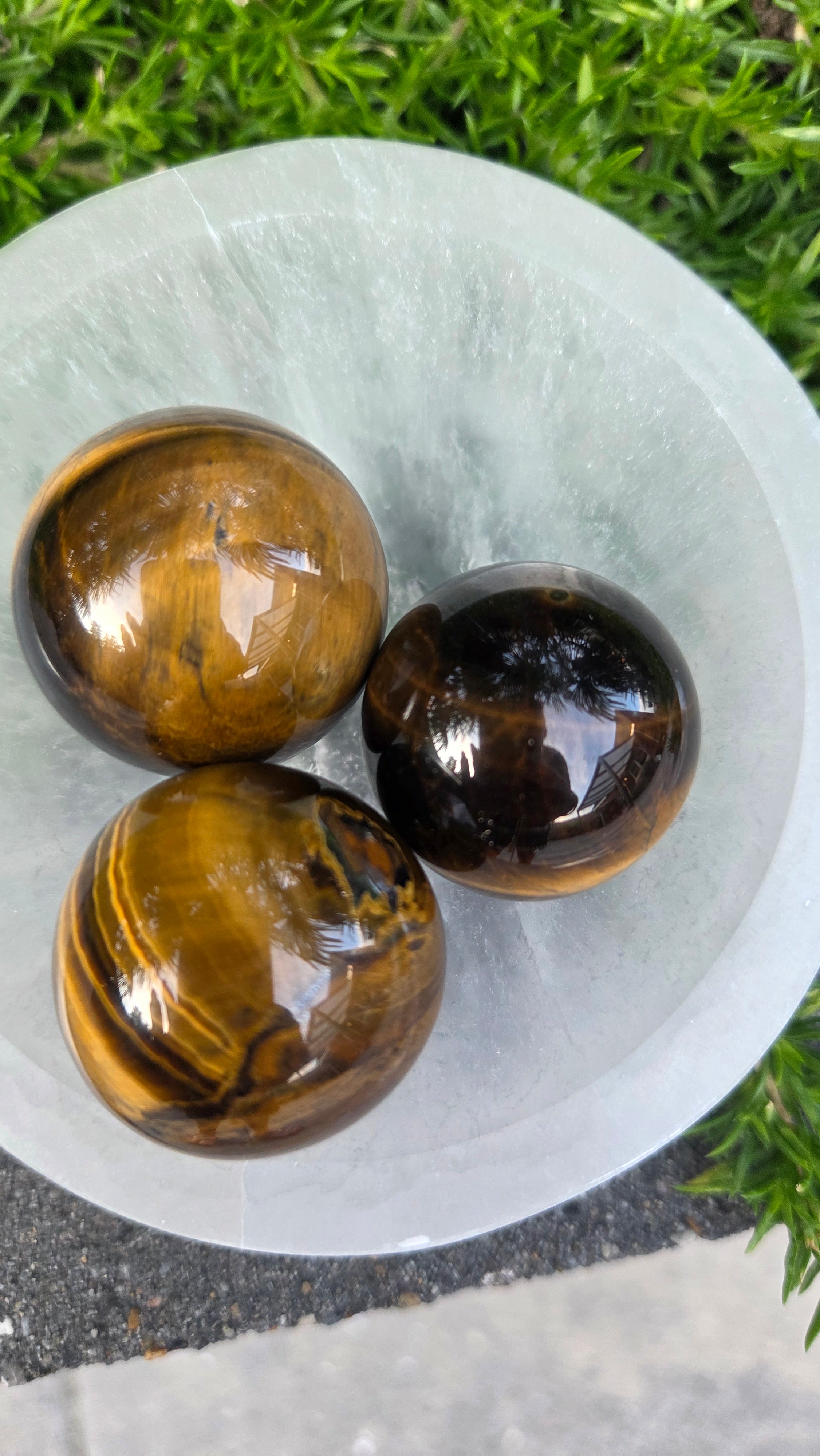 AA kwaliteit tijgeroog bollen