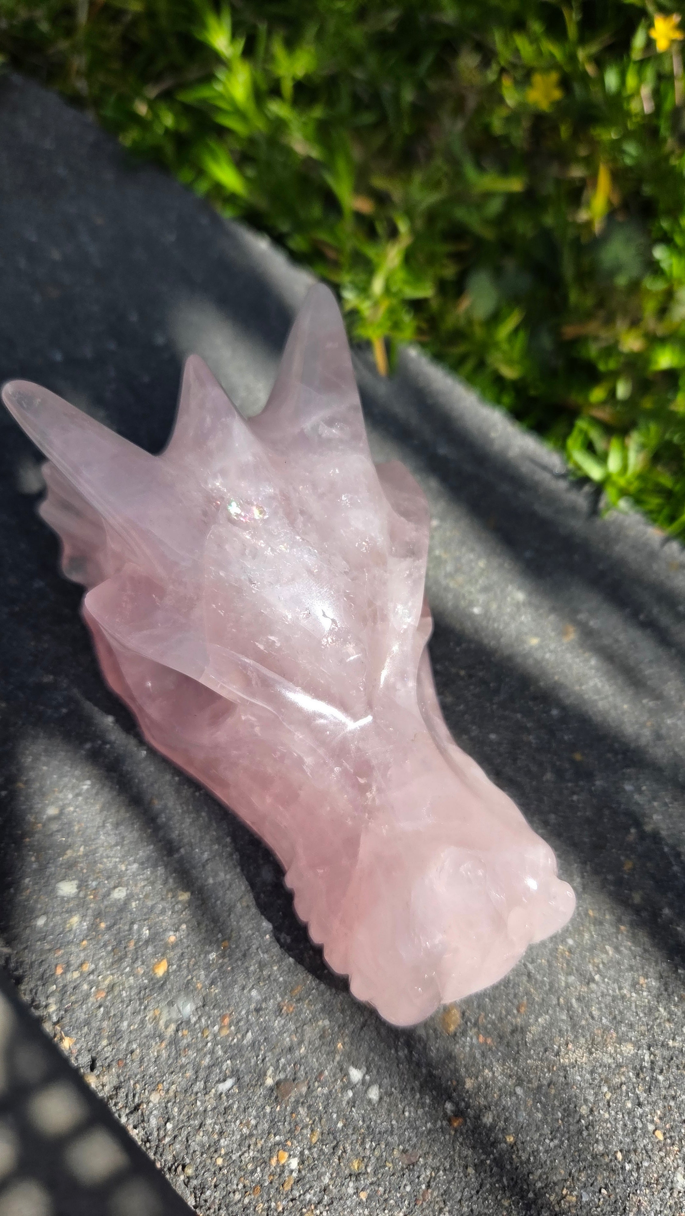 AA rozenkwarts draak