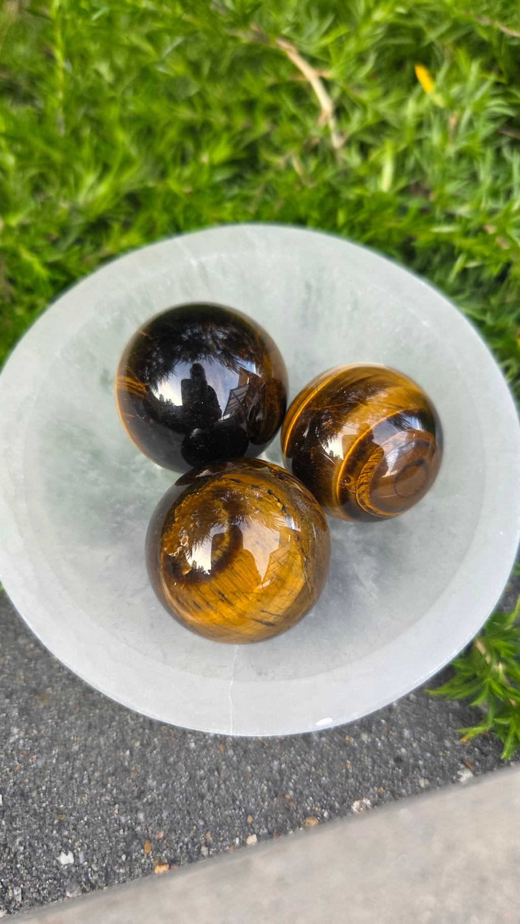 AA kwaliteit tijgeroog bollen