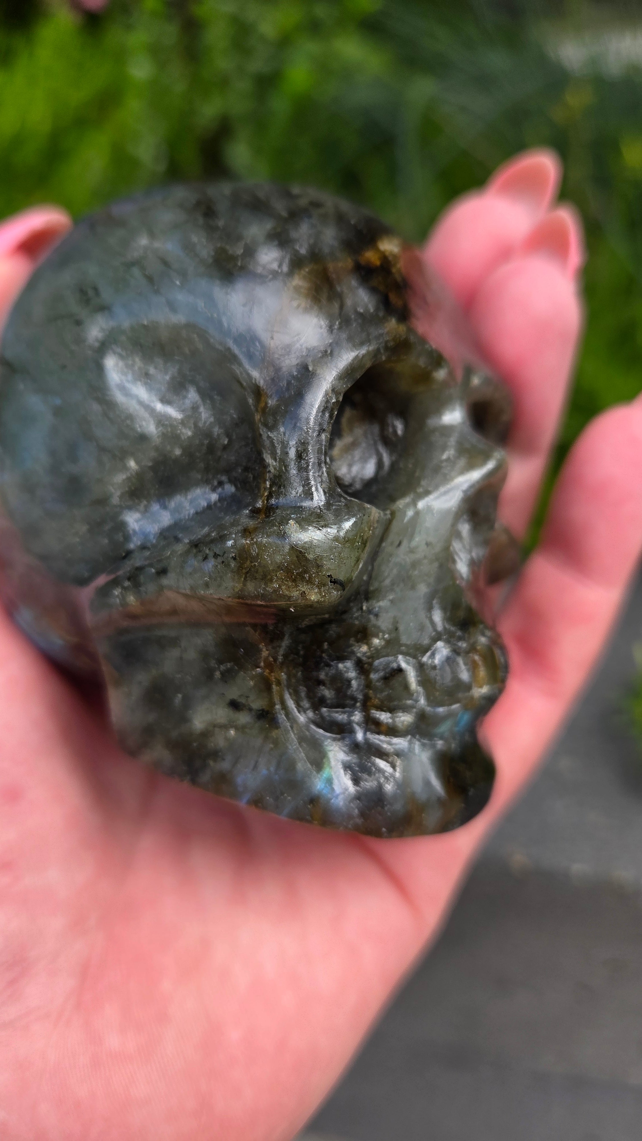 Labradoriet skull