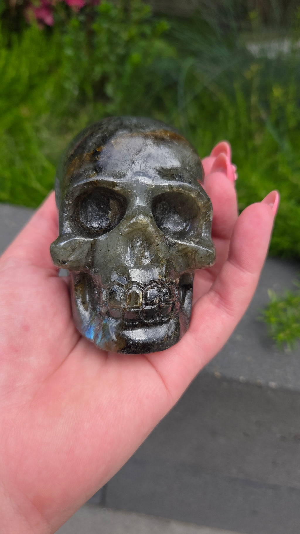 Labradoriet skull