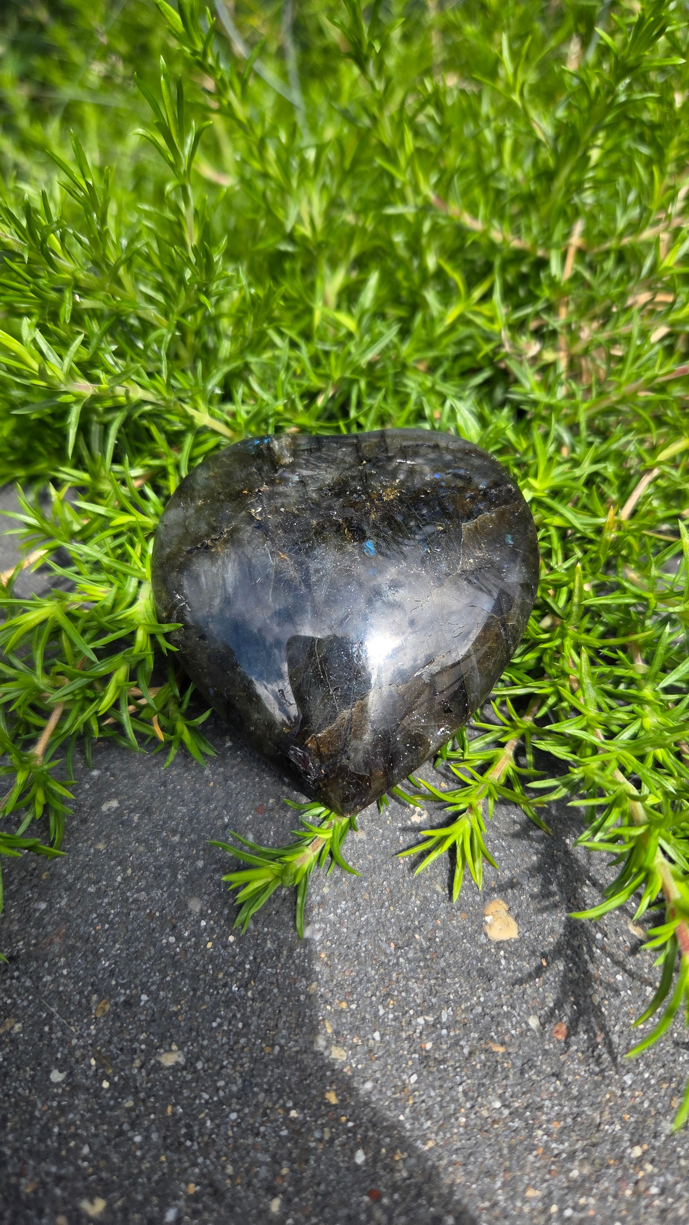 Labradoriet hart