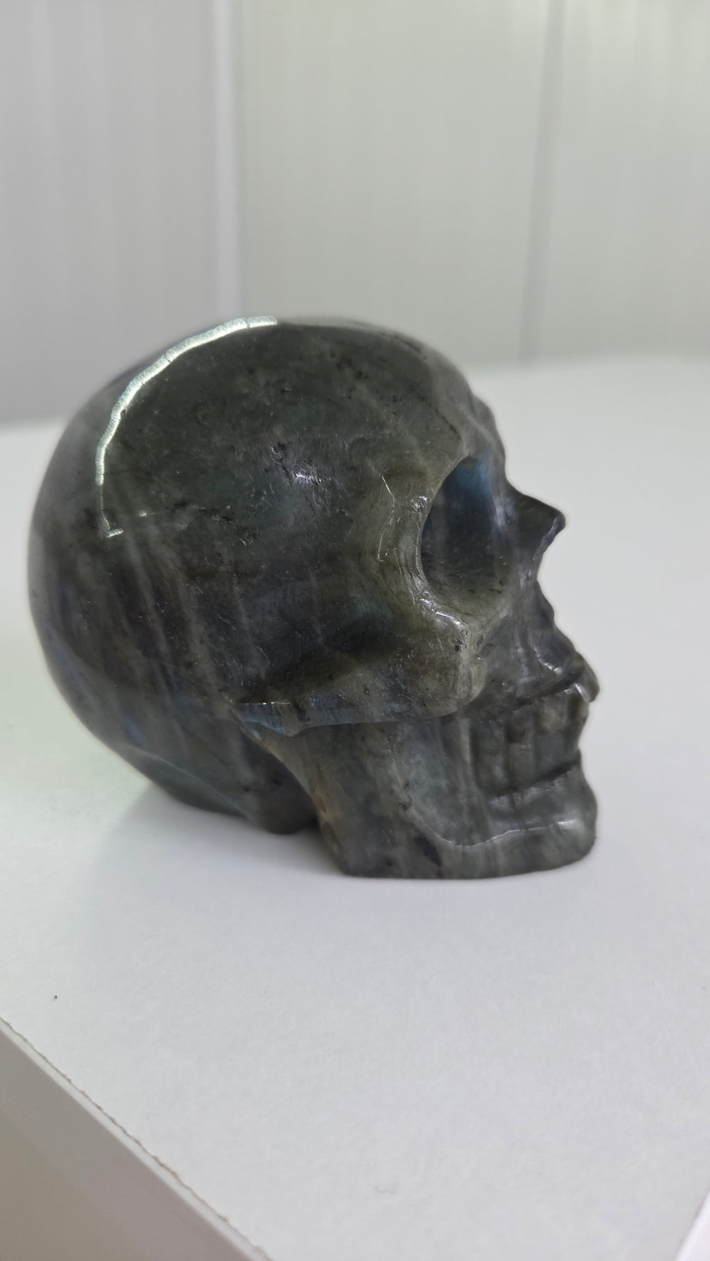 Labradoriet skull