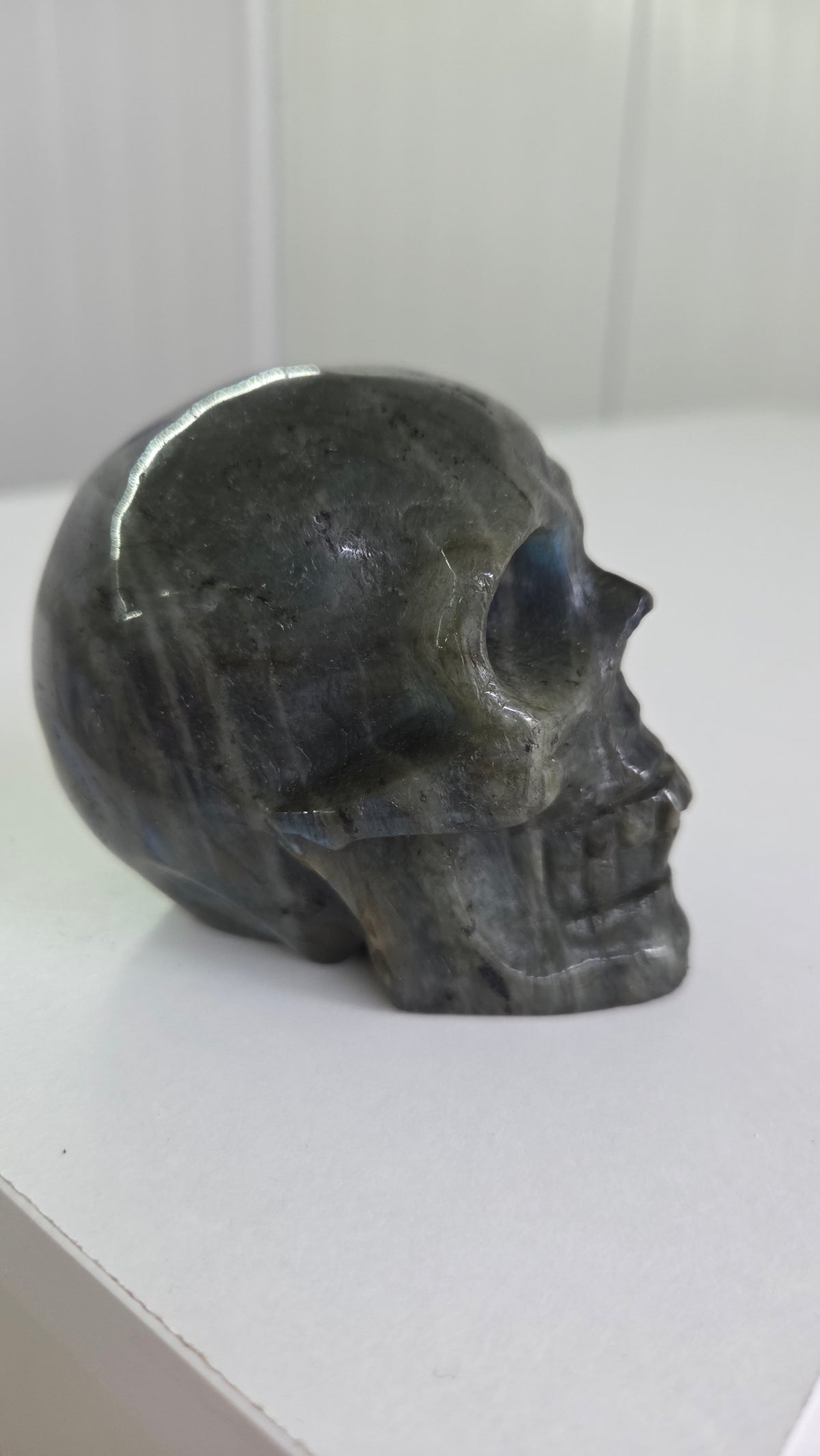 Labradoriet skull