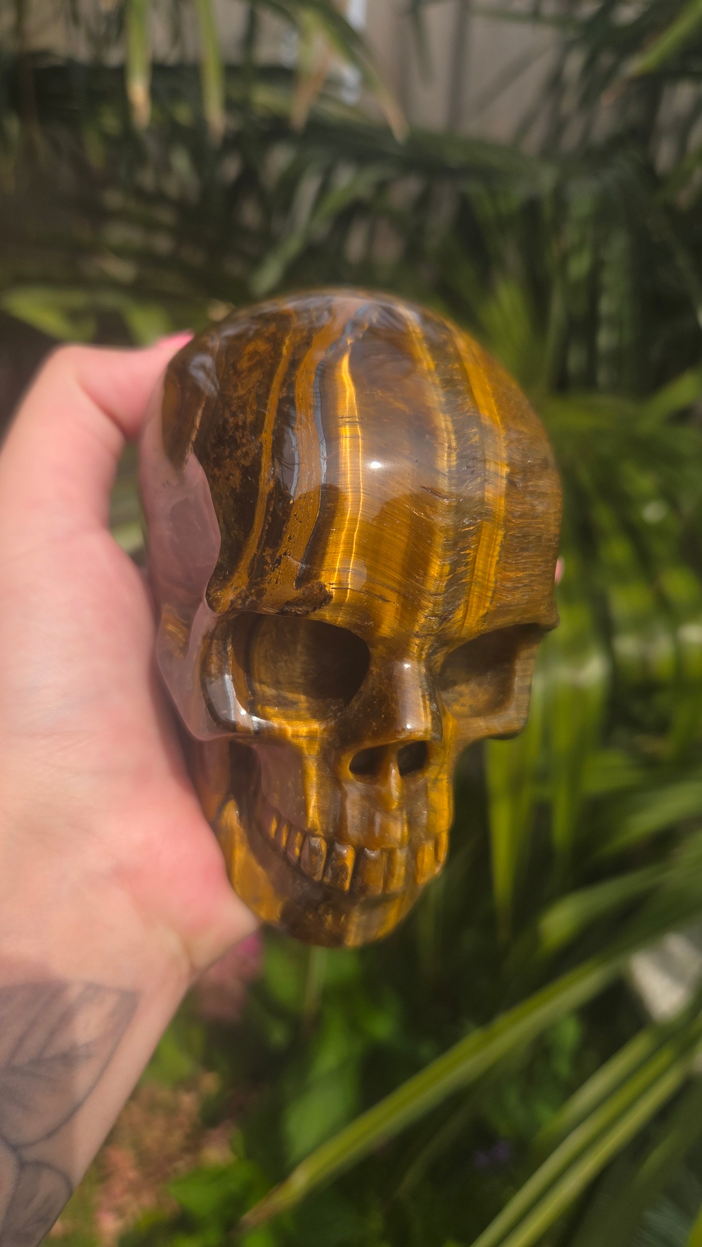 A++ kwaliteit tijgeroog skull