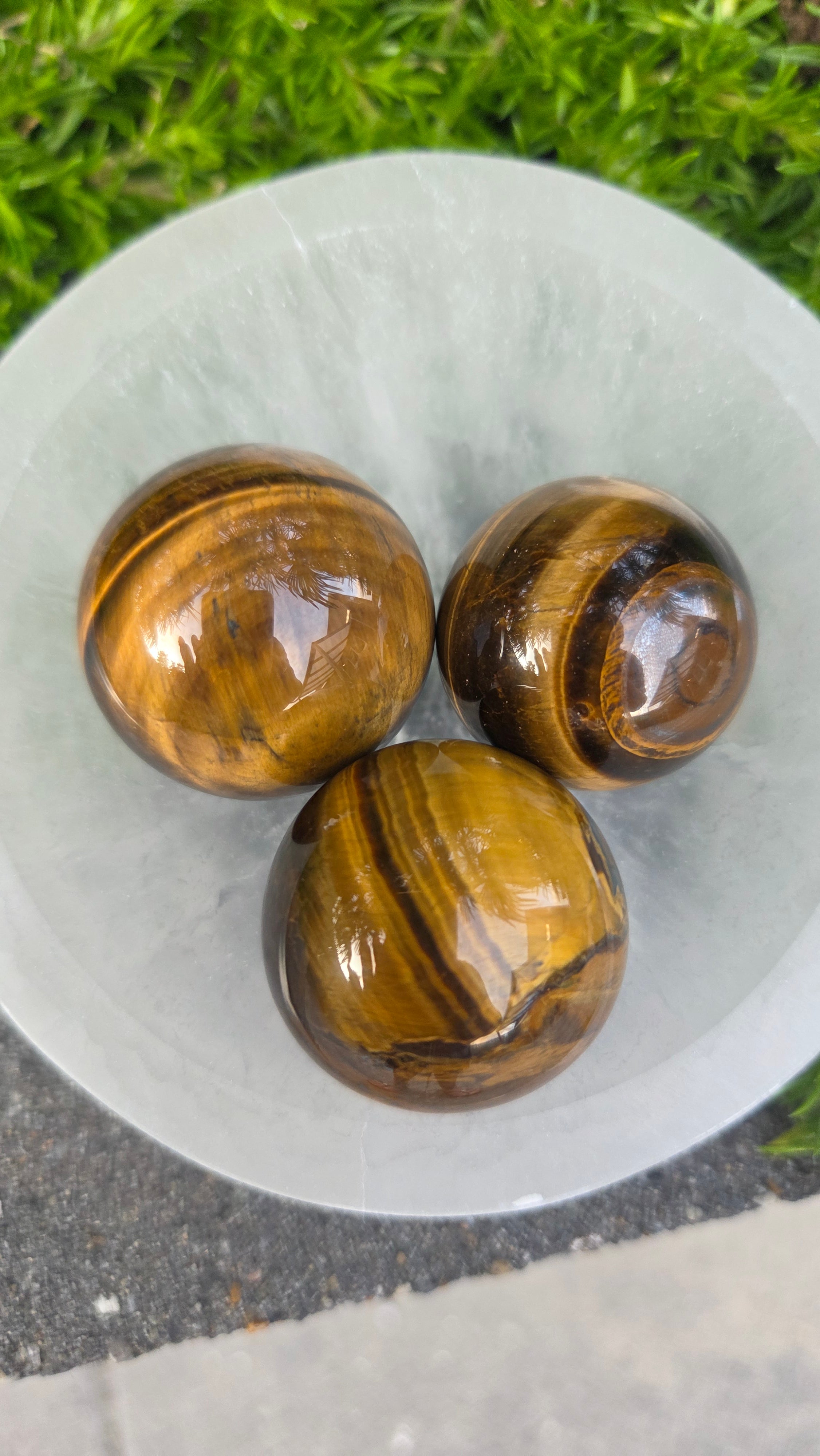 AA kwaliteit tijgeroog bollen