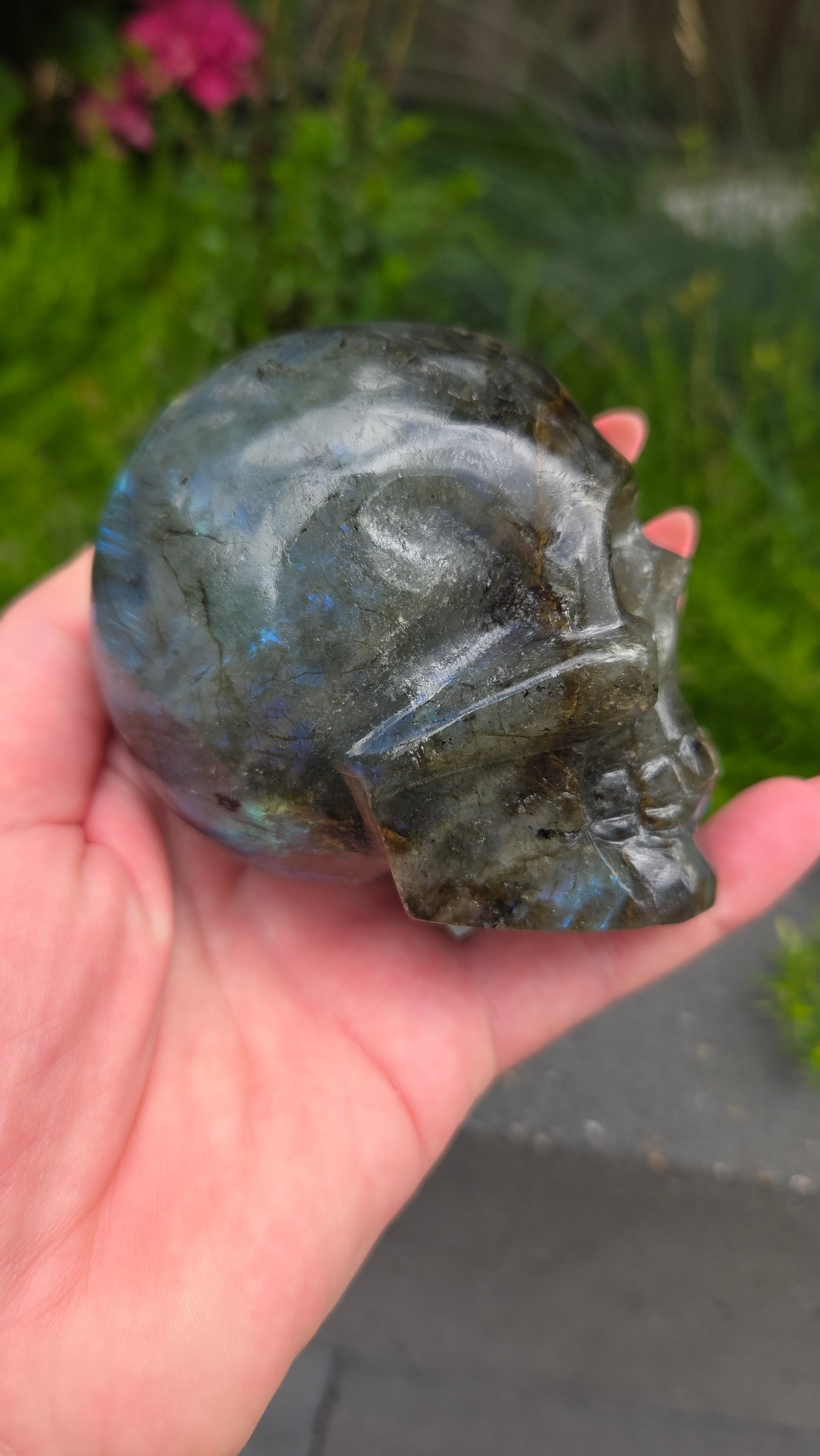 Labradoriet skull