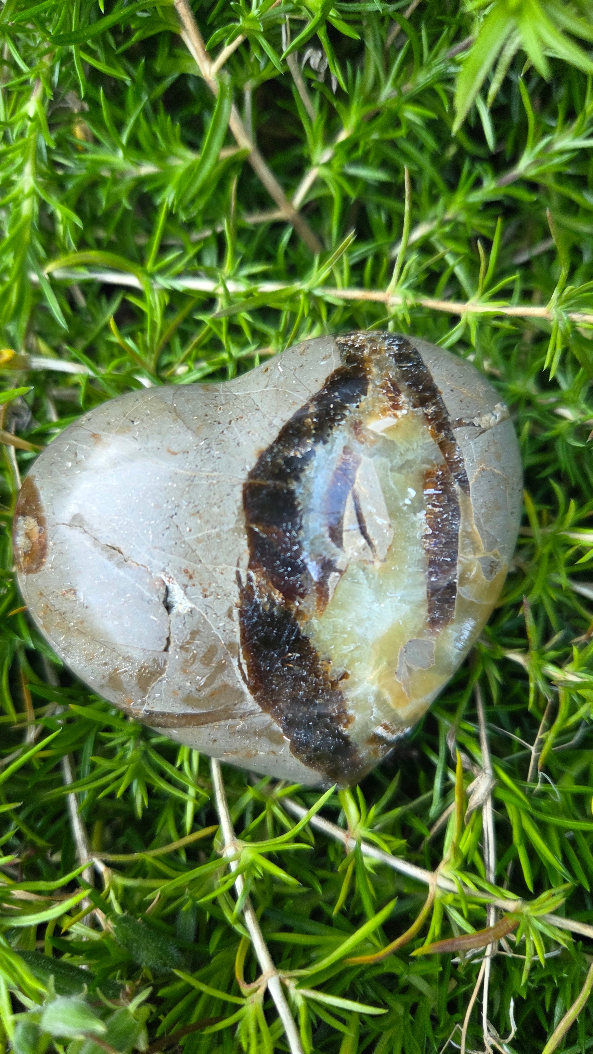 Septarie hart