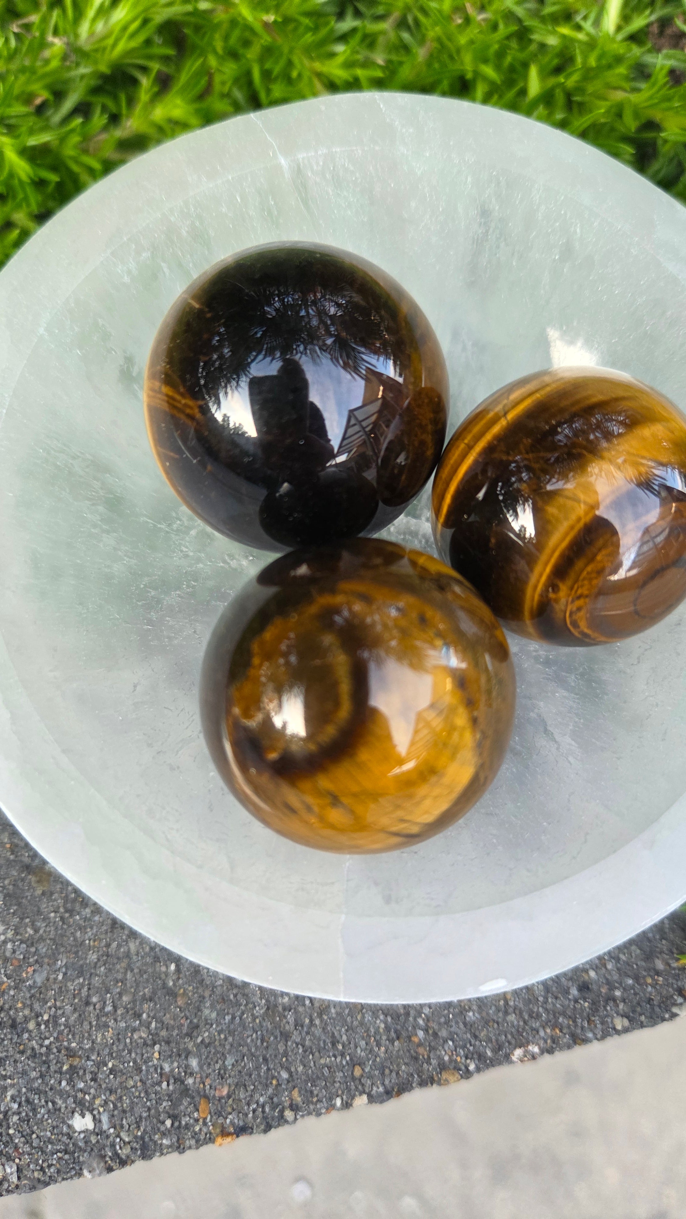 AA kwaliteit tijgeroog bollen