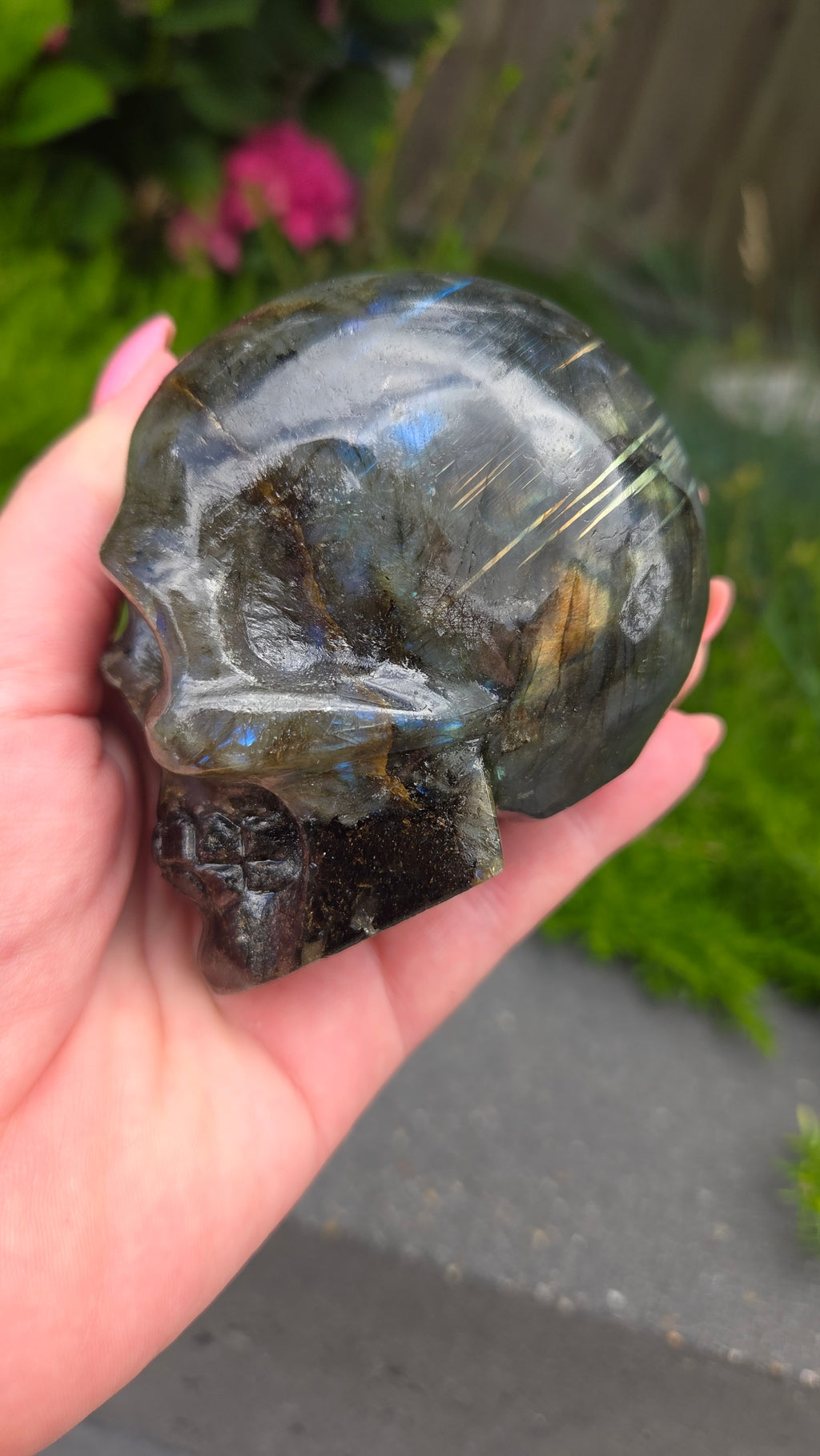 Labradoriet skull