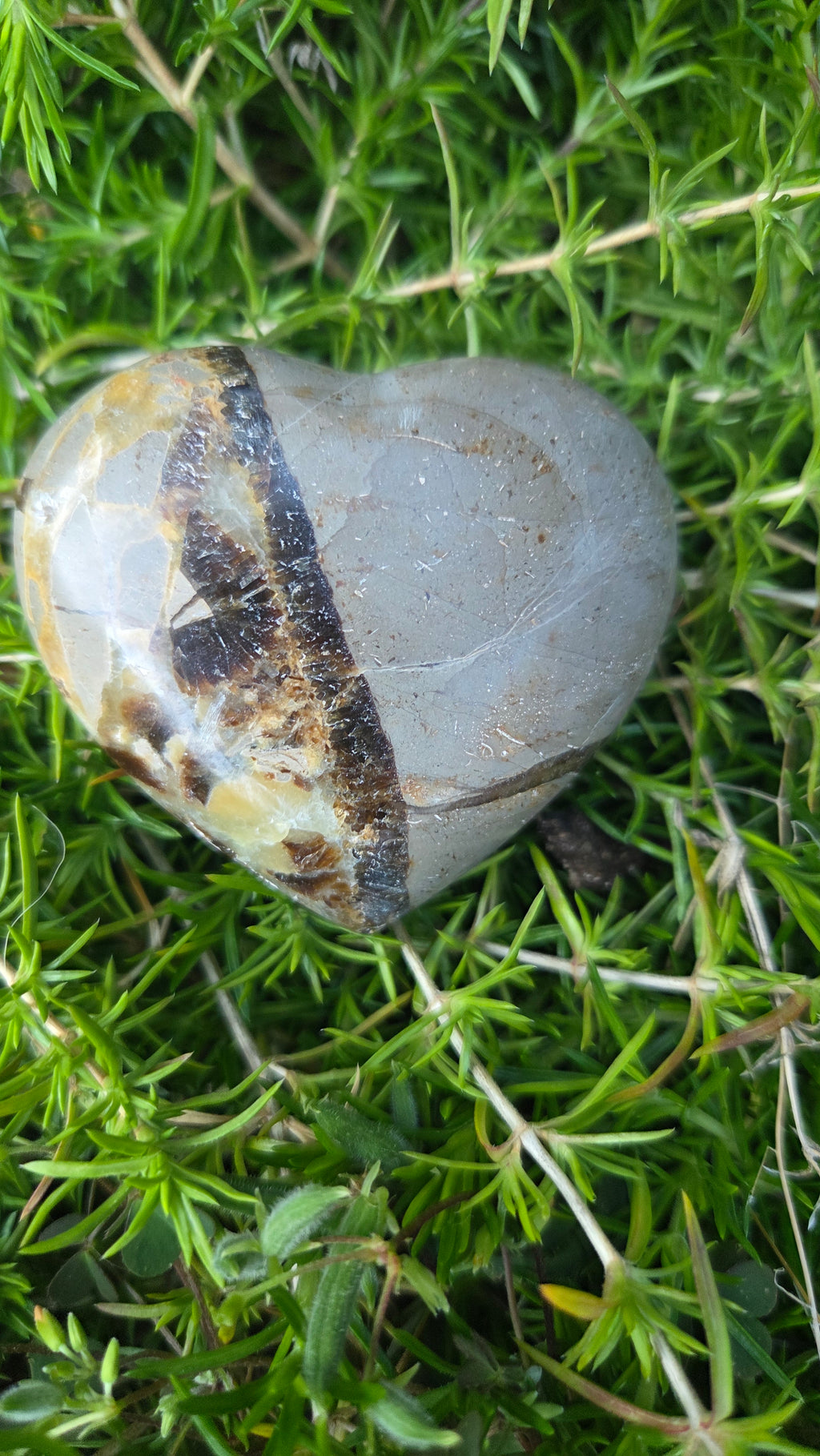 Septarie hart