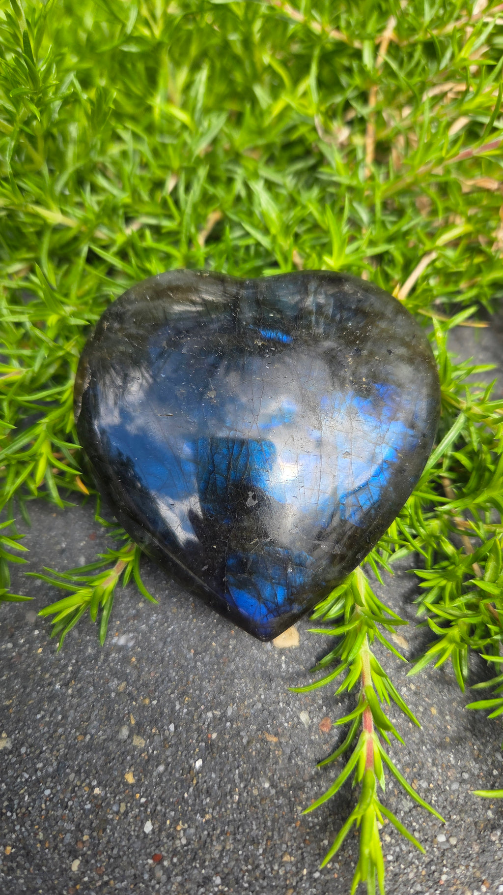 Labradoriet hart