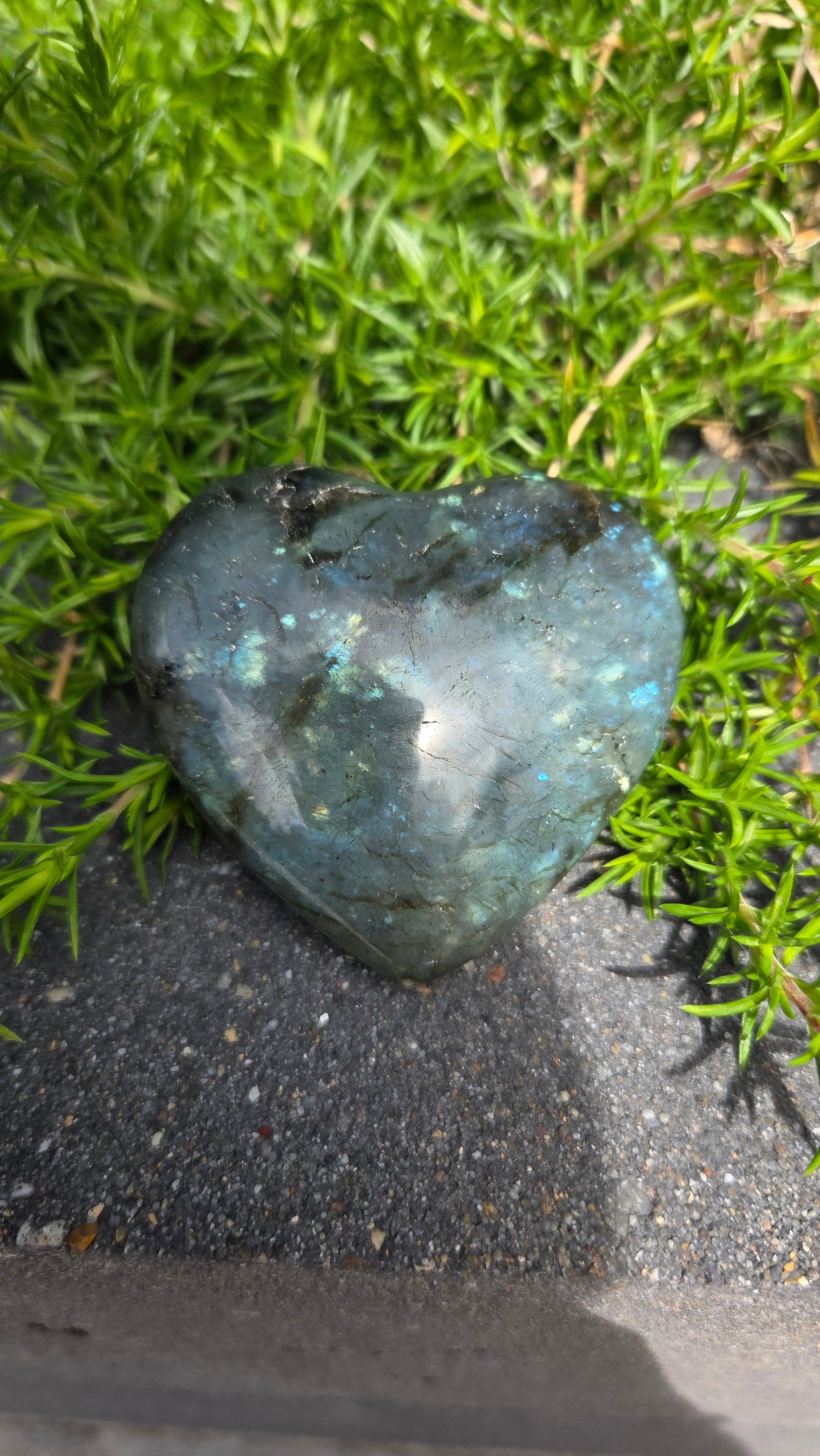 Labradoriet hart