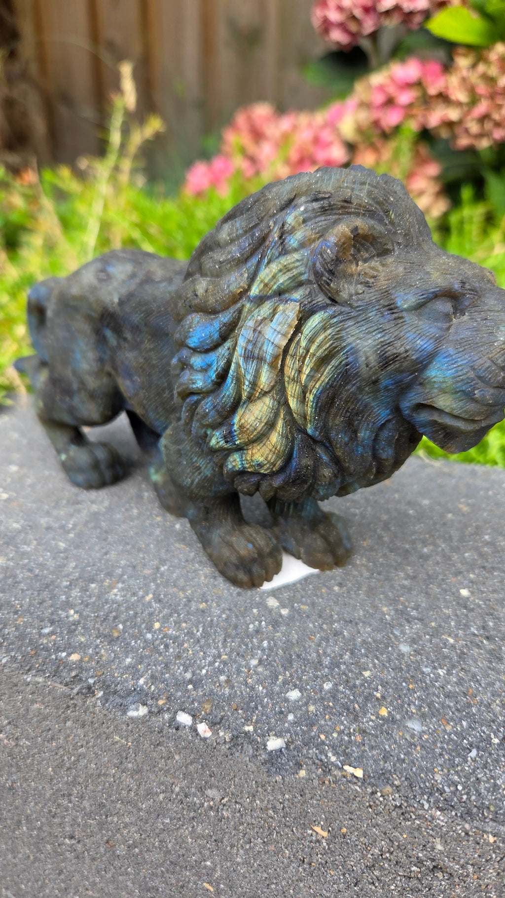 Zeldzame labradoriet carving leeuw