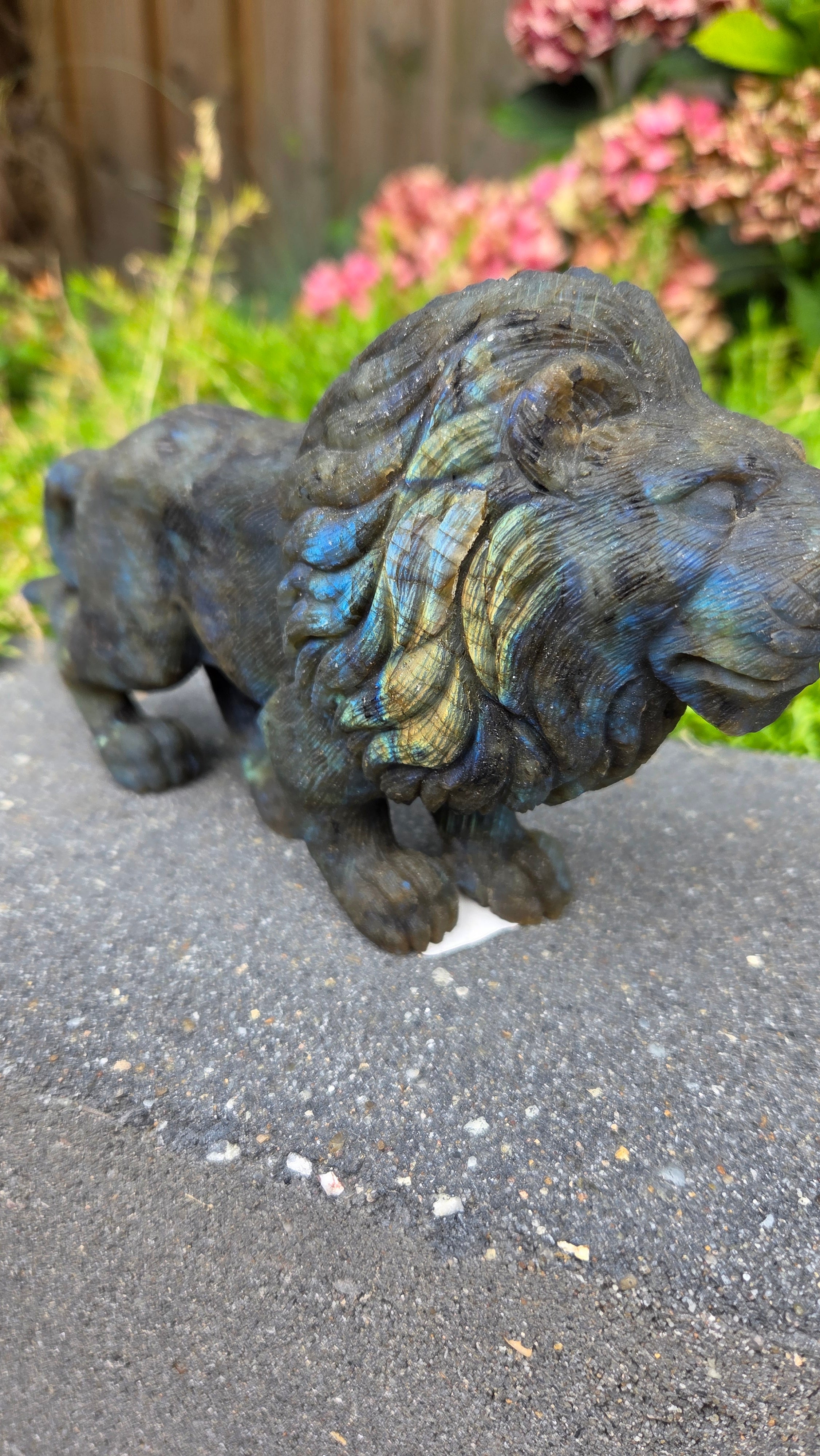 Zeldzame labradoriet carving leeuw