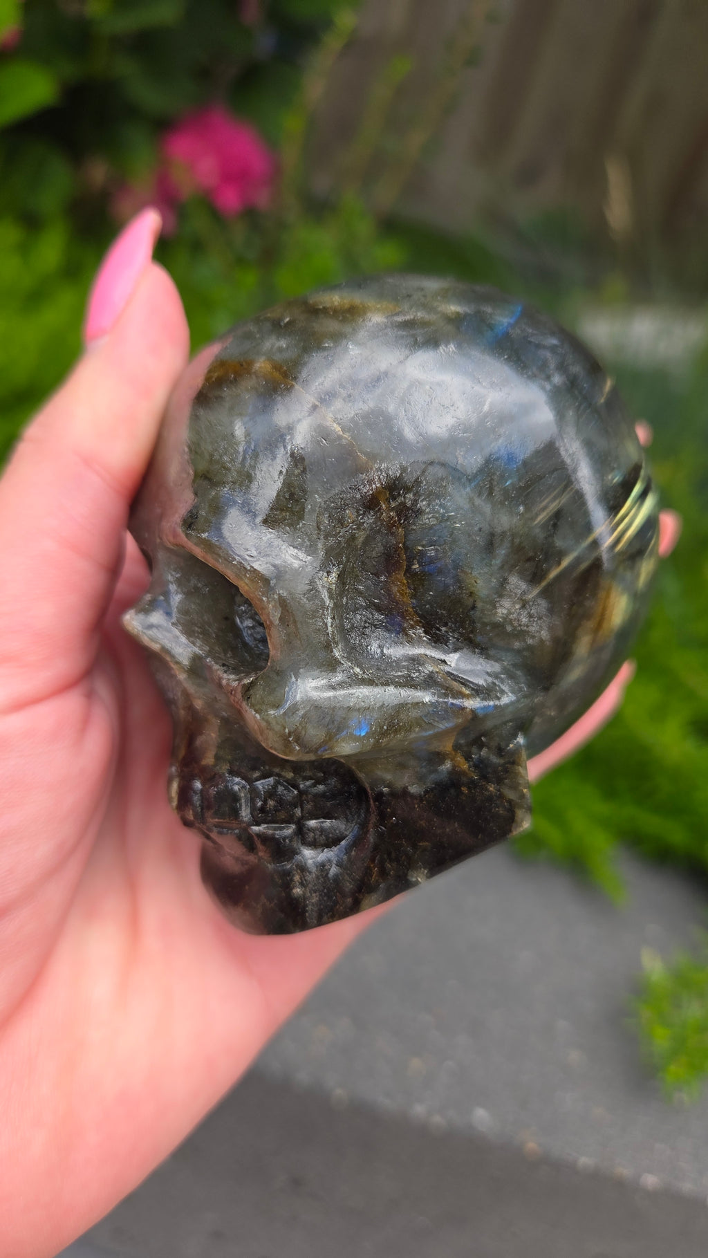 Labradoriet skull